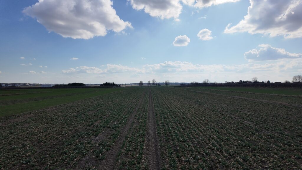 Zielone pole uprawne pod błękitnym niebem z chmurami