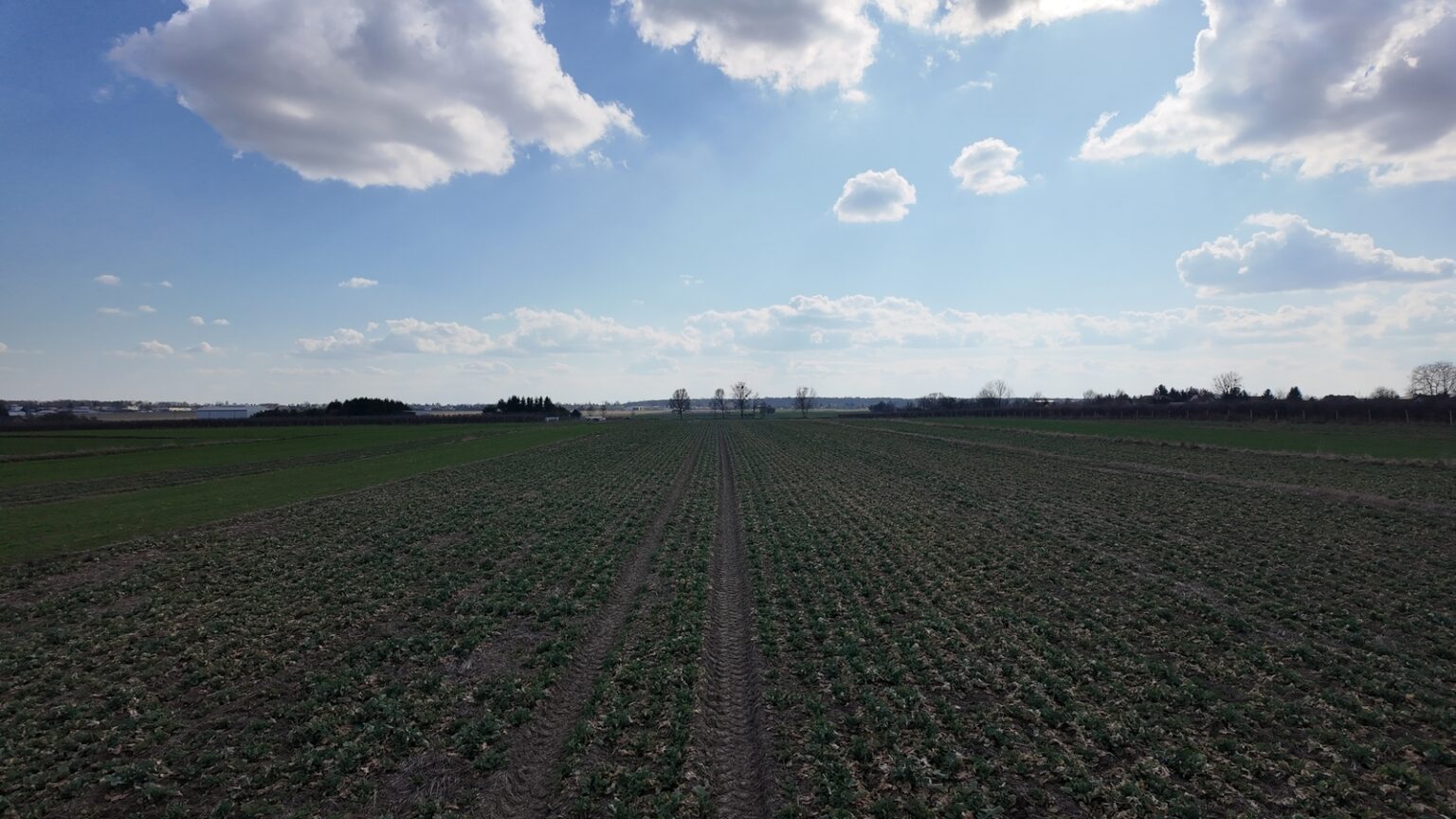 Zielone pole uprawne pod błękitnym niebem z chmurami