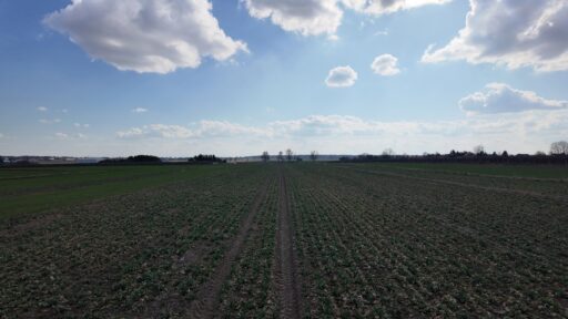 Zielone pole uprawne pod błękitnym niebem z chmurami