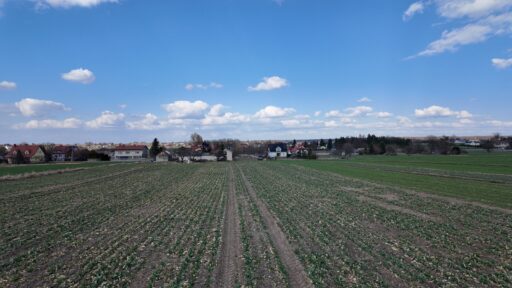 Zielone pole uprawne przed zabudową wiejską i chmurami